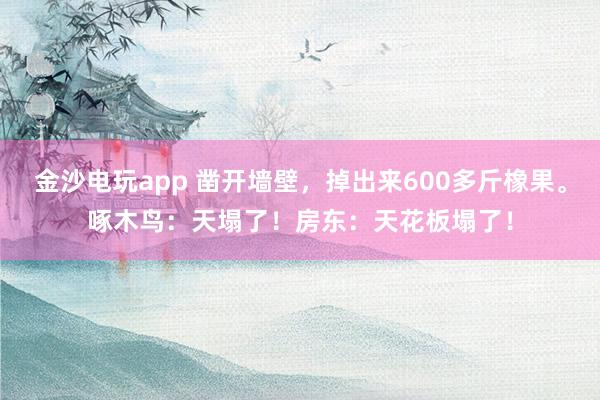 金沙电玩app 凿开墙壁，掉出来600多斤橡果。啄木鸟：天塌了！房东：天花板塌了！