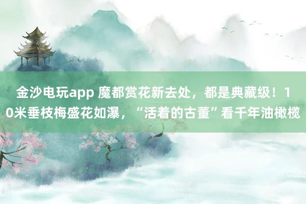 金沙电玩app 魔都赏花新去处，都是典藏级！10米垂枝梅盛花如瀑，“活着的古董”看千年油橄榄